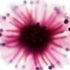 Magenta Anemone Floral Art Print